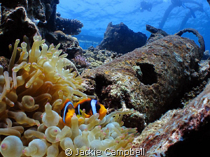 Clown fish on the Umbria.
 by Jackie Campbell 